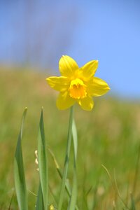 Yellow flower spring photo