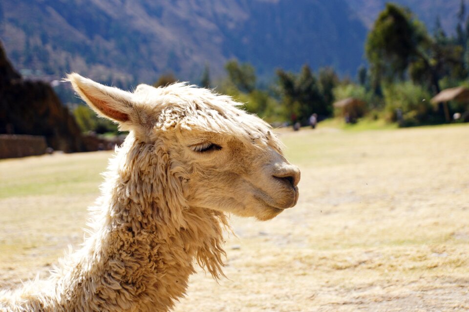 Andina andean animals peru