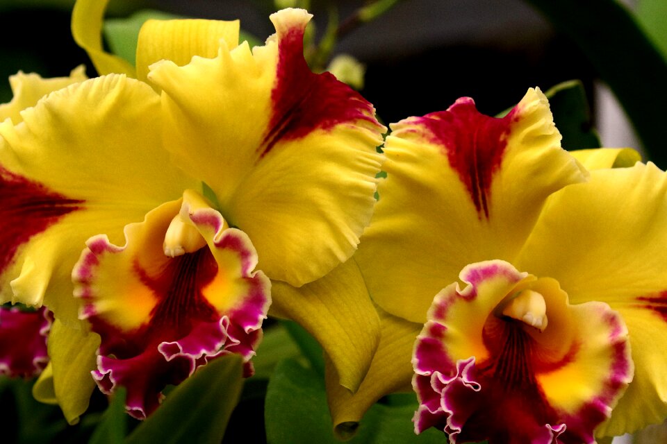 Flower blossom floral