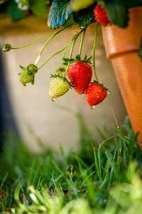 Garden fresh nutrition