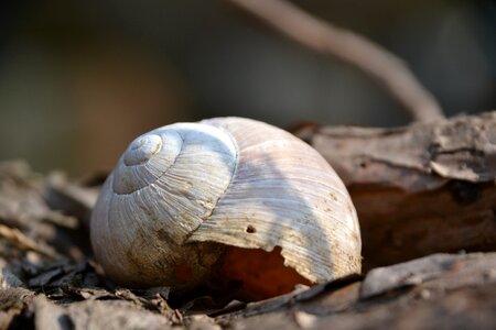 Shell snail shell branch