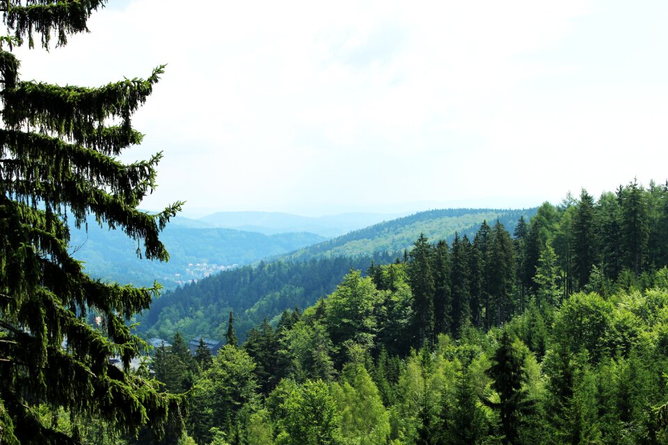 Forest trees trip
