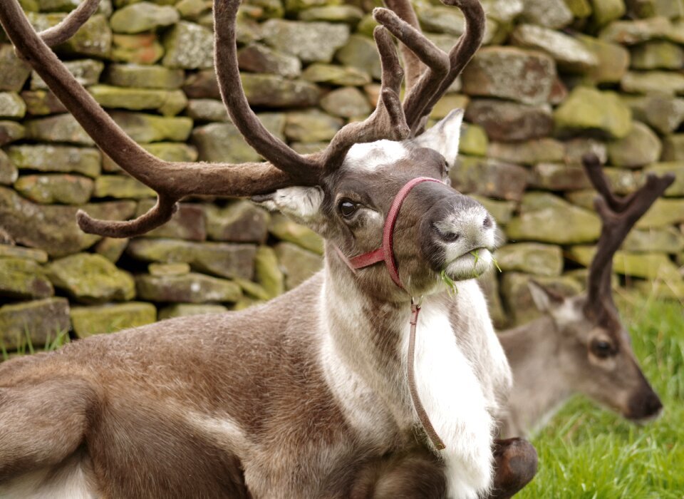 Herd deer nature photo