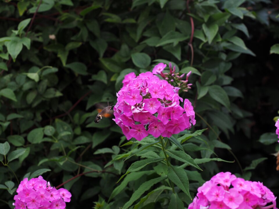 Polemoniaceae ornamental plant pink