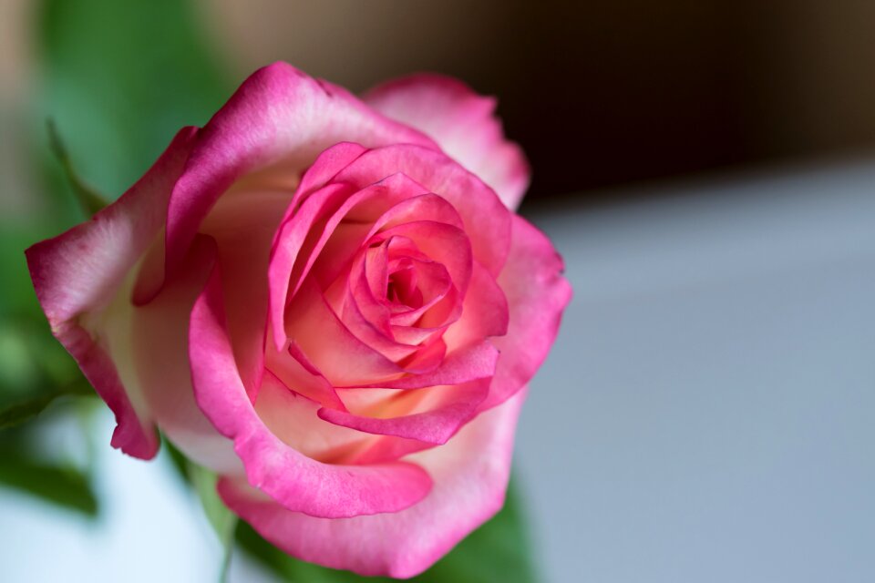 Blossom bloom flower
