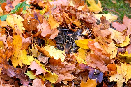 Leaf piles maple maple leaves photo