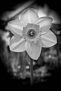 Spring blossom bloom
