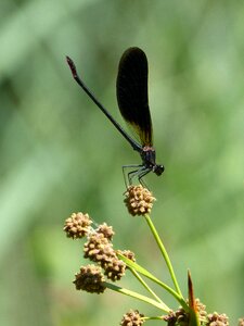 Dragonfly junco wetland