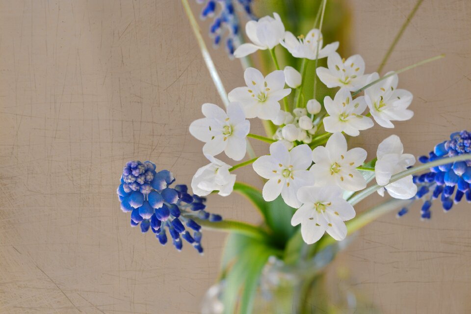 Spring flowers hyacinth blue