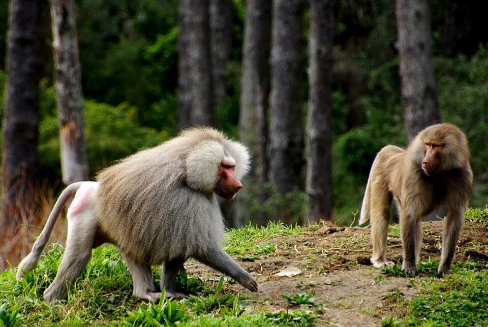Nature furry mammals