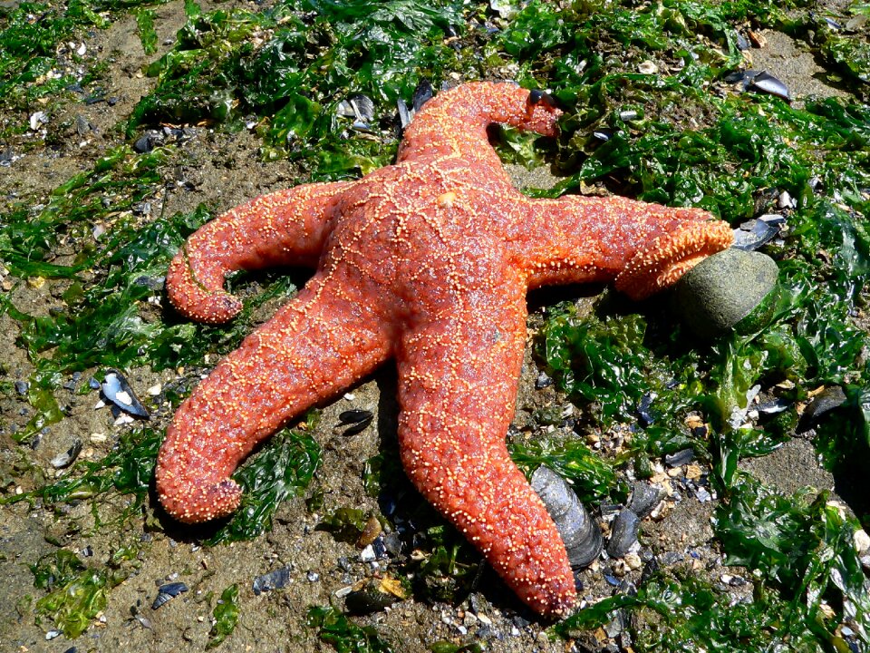 Aquatic animal marine life canada
