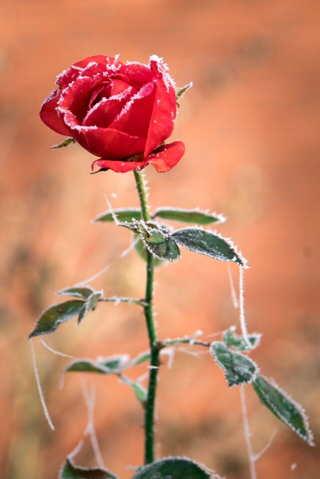 Winter cold nature