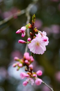 Spring flower green blooming
