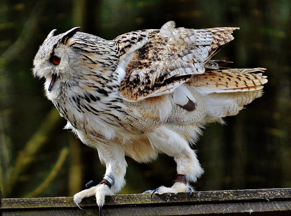 Feather eagle owl animals