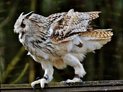 Feather eagle owl animals