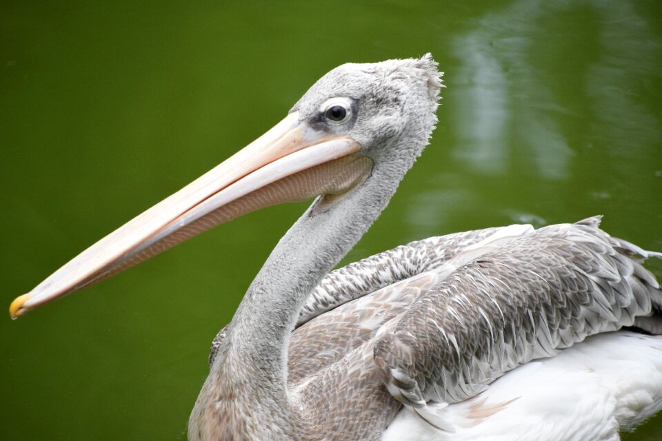 Waterfowl animal green water