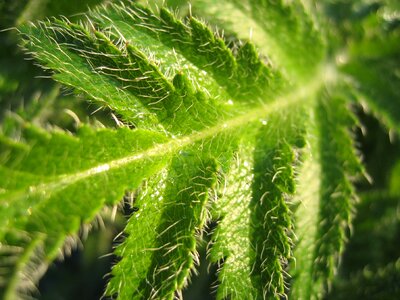 Fern macro leaf