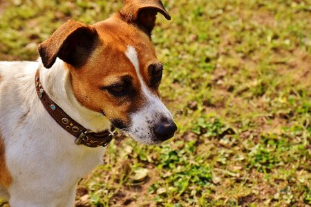 Meadow race dog
