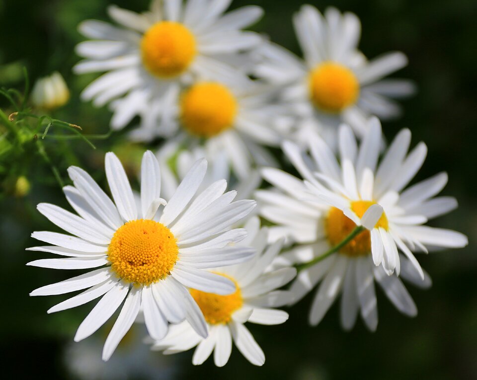 Summer white flowers flower