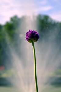 Flower violet fountain photo