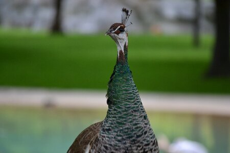 Vibrant peafowl blue photo