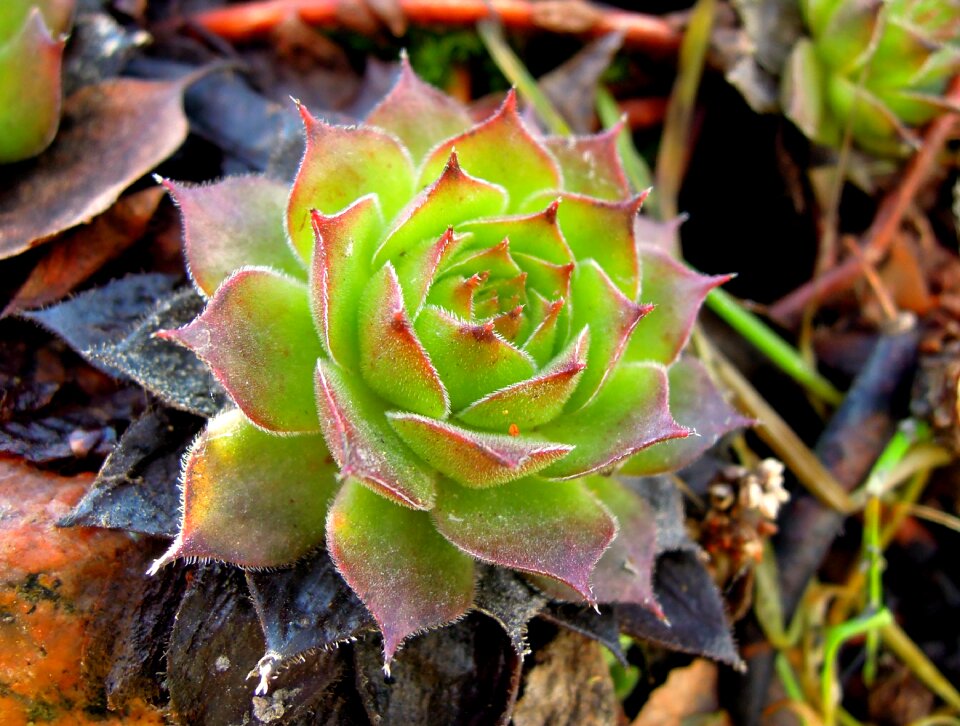 Green plant spring plant