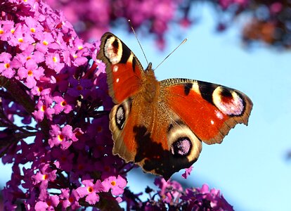 Butterfly peacock butterfly aglais io
