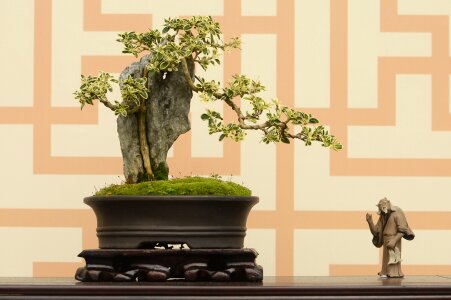 Ancient wind gardening flower show