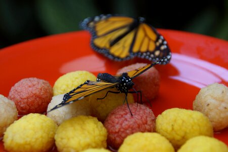 Monarch butterfly wing tropical photo