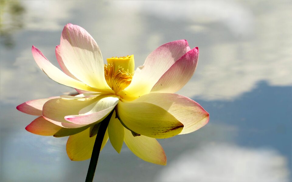Lotus flower lerlumbonaceae aquatic plant
