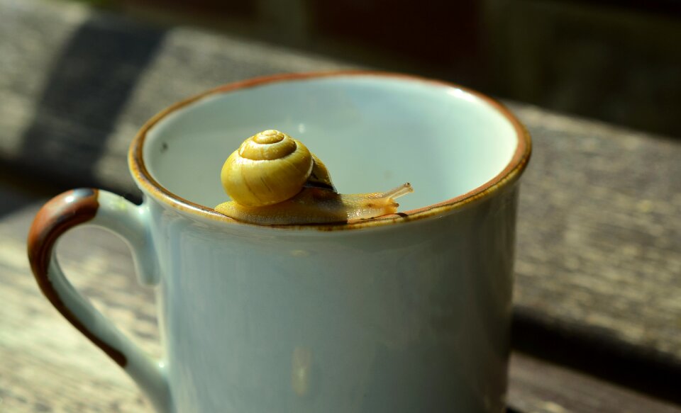 Shell slowly tape worm