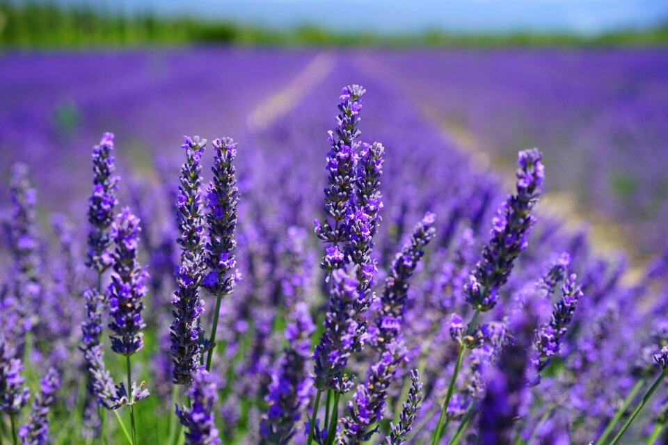 Flowers purple flora