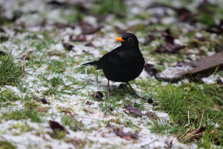 Close up blackbird male plumage photo