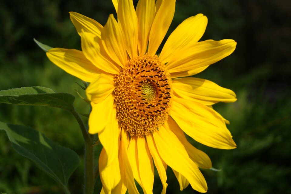 Yellow summer flower