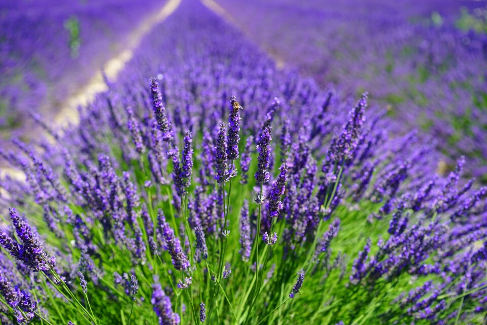 Flora floral lavender
