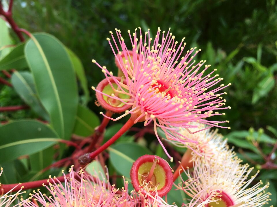 Australia gum tree green tree
