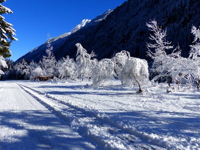 Ripe wintry nature