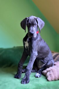 Puppy giant size a german breed