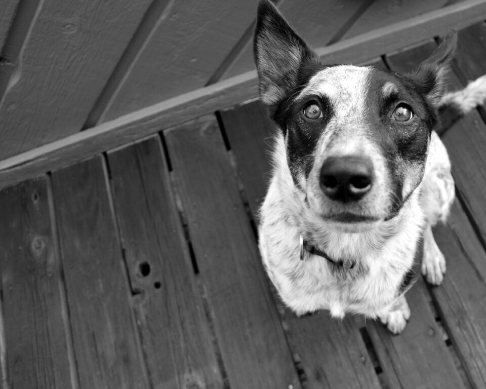 Black and white gray dog gray eye