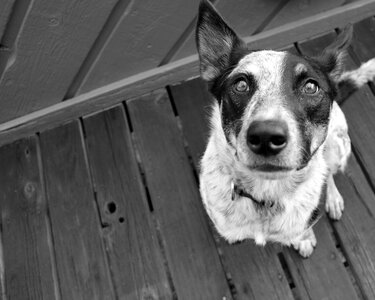 Black and white gray dog gray eye photo