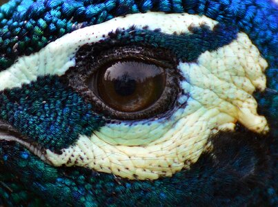 Iridescent bird poultry