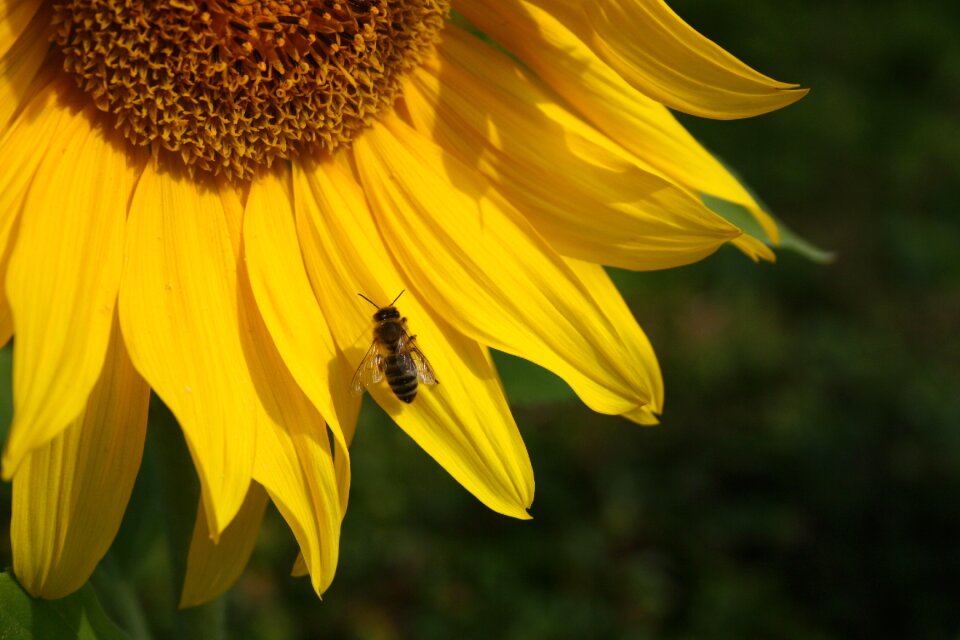 Yellow summer flower