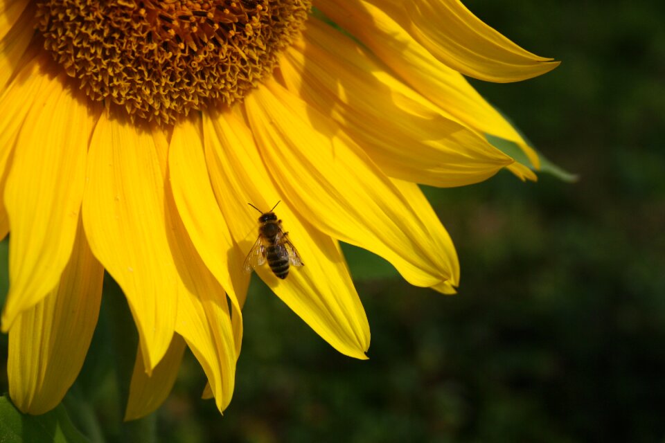 Yellow summer flower photo