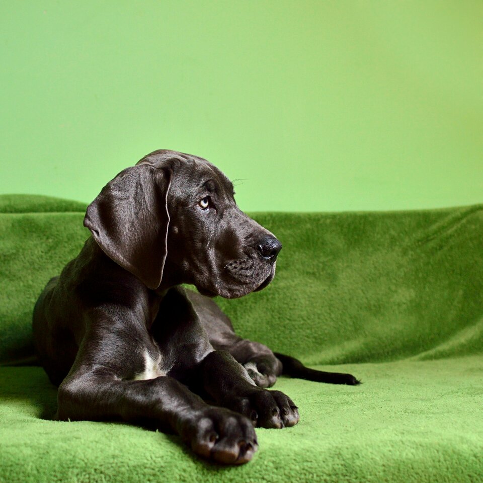 Puppy giant size a german breed