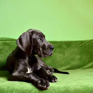 Puppy giant size a german breed