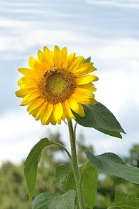 Sunflower helianthus annuus yellow photo