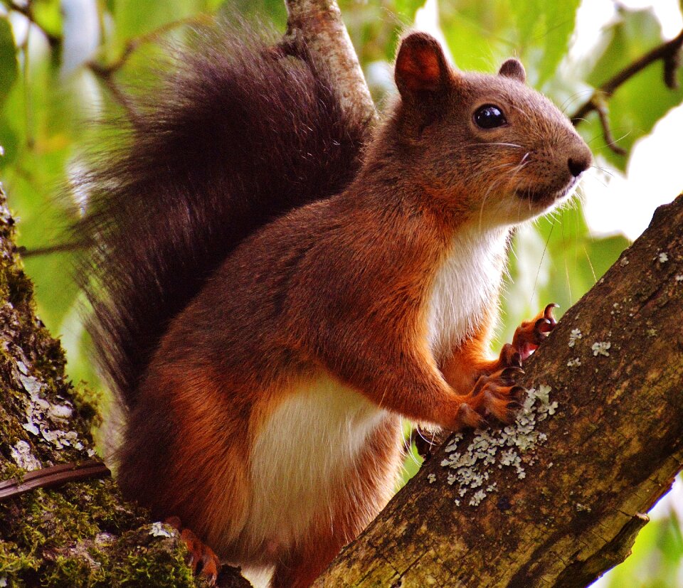 Nature rodent garden