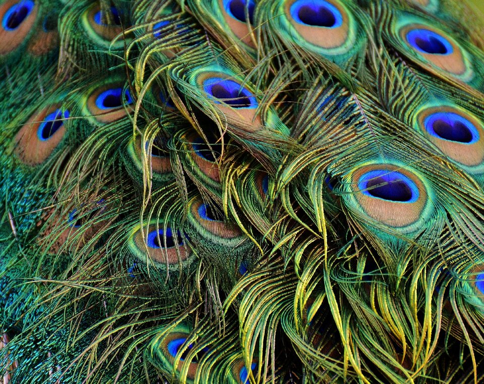 Poultry feather bill