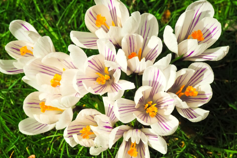 Spring flower blossom bloom