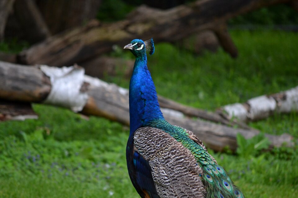 Vibrant peafowl blue